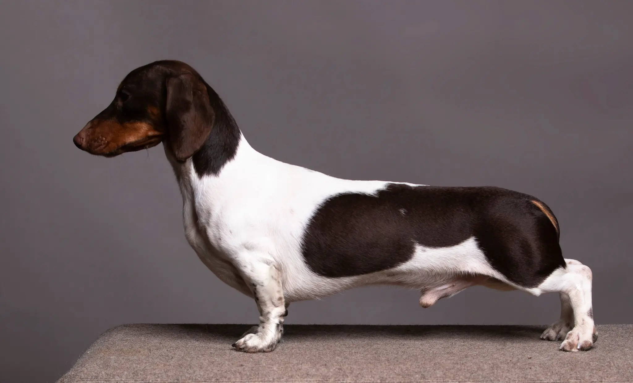 Cream and dapple Dachshunds in their home setting in Beaumont-du-Gâtinais