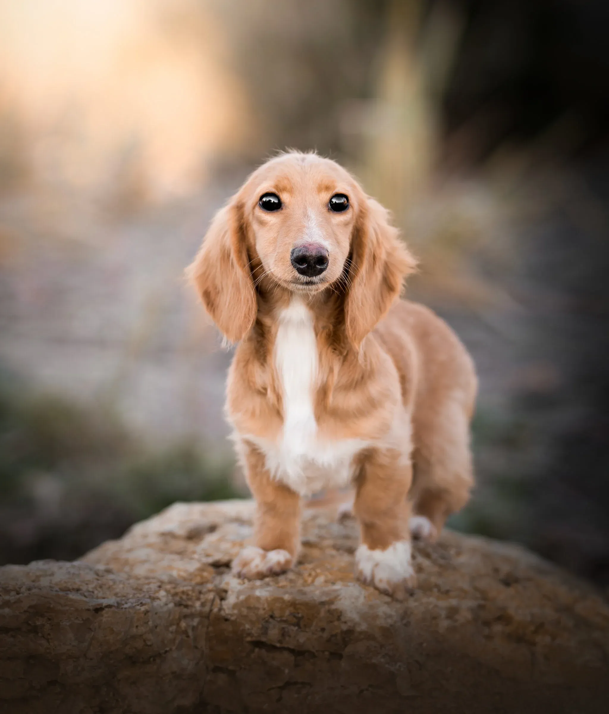 Long-haired cream Dachshund, La Crème des Teckels kennel in the Paris region