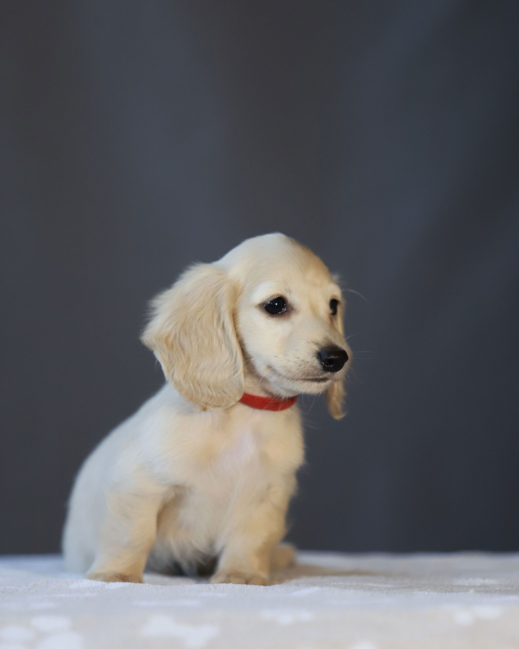 Chiots teckels crèmes disponibles