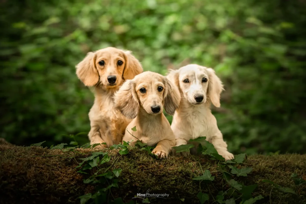 Élevage de teckels crème et arlequins chiot adoption Ile de France proche Paris