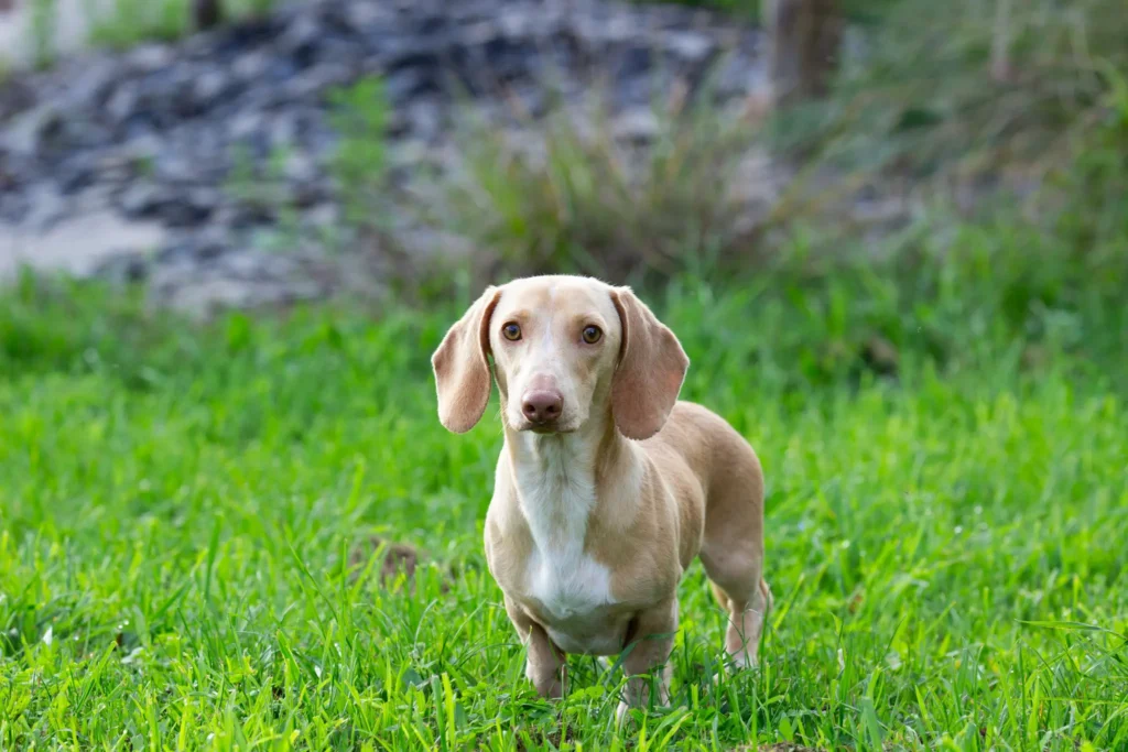Élevage de teckels crème et arlequins chiot adoption Ile de France proche Paris