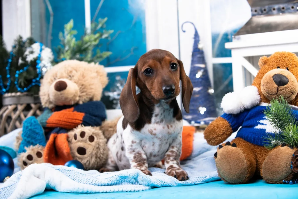 Élevage de teckels crème et arlequins chiot adoption Ile de France proche Paris