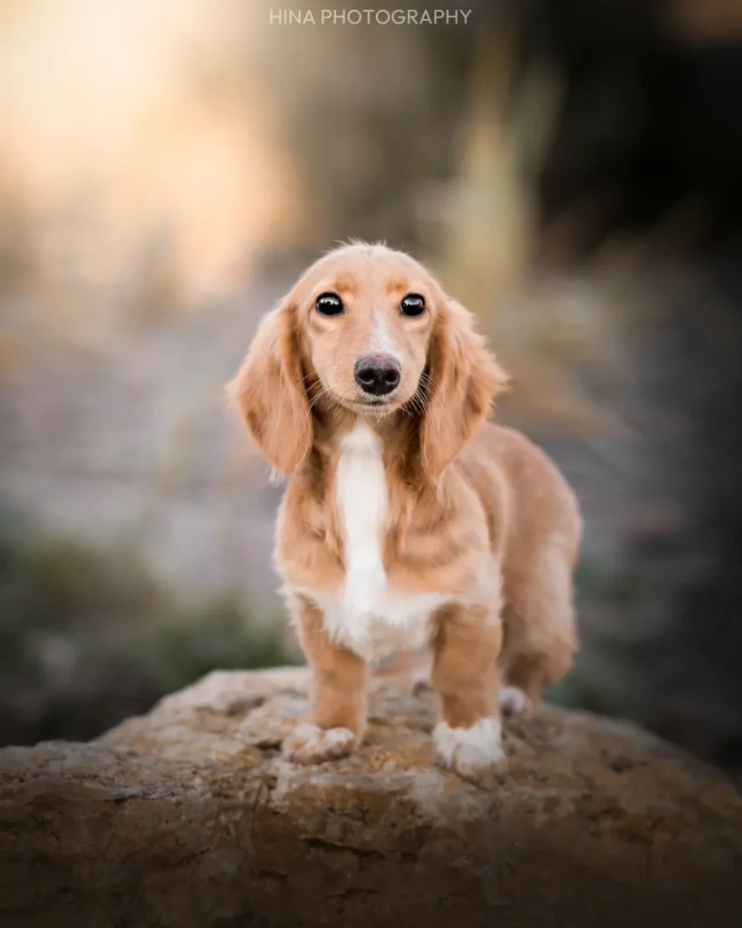 Élevage de teckels piebald crème et arlequins chiot adoption Ile de France proche Paris