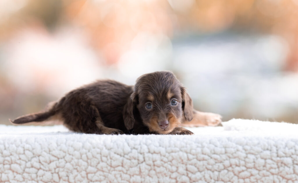 Alimentation Chiot teckel | La Crème des Teckels