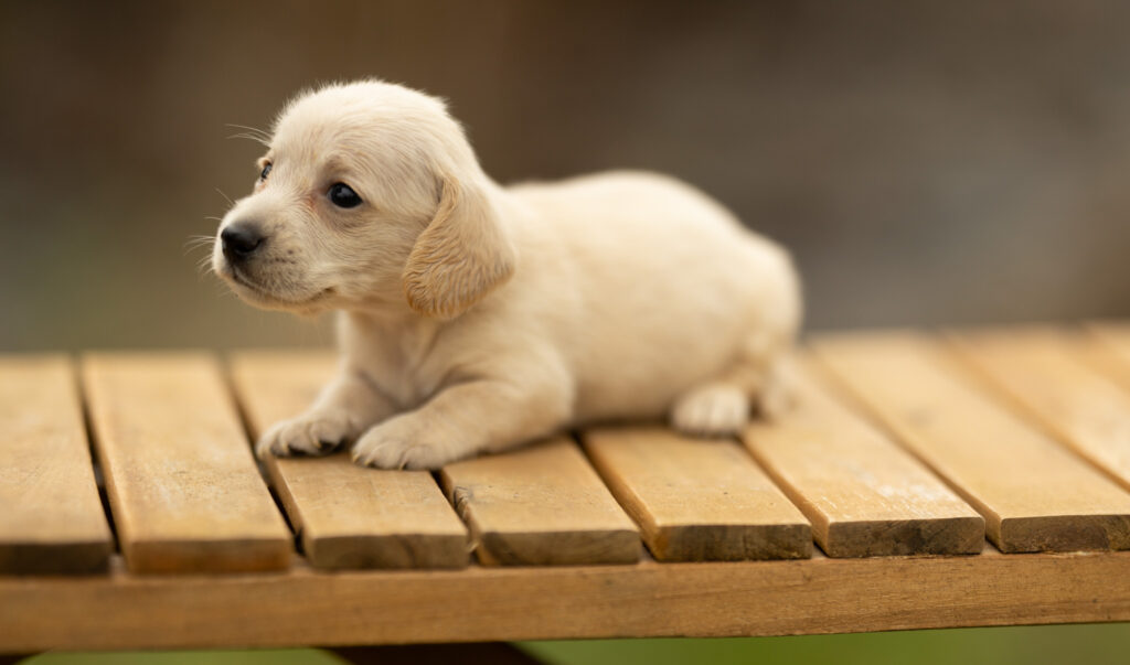 Santé Chiot teckel nain La Crème des Teckels |