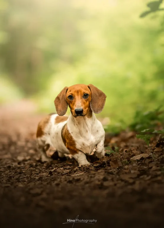 Élevage de teckels crème et arlequins chiot adoption Ile de France proche Paris